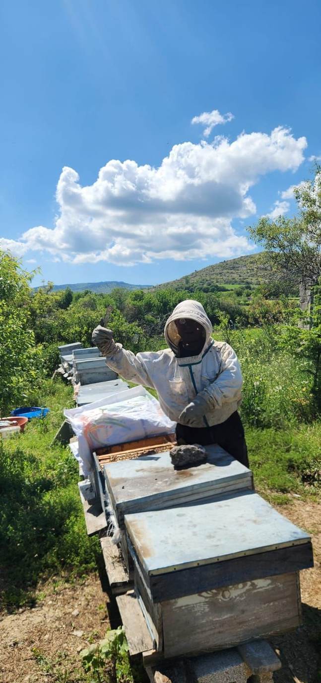 ZELABAL arıcısı, kovan sırasında hasat öncesi