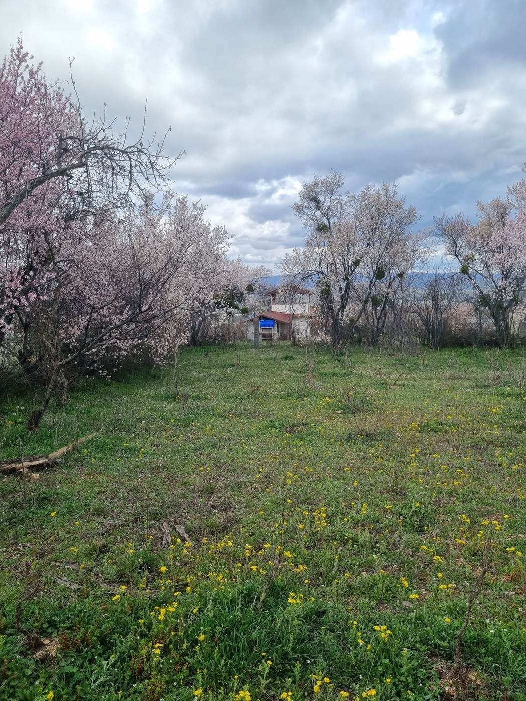 Zile'deki bağımız, kış sonu çiçek açma döneminde