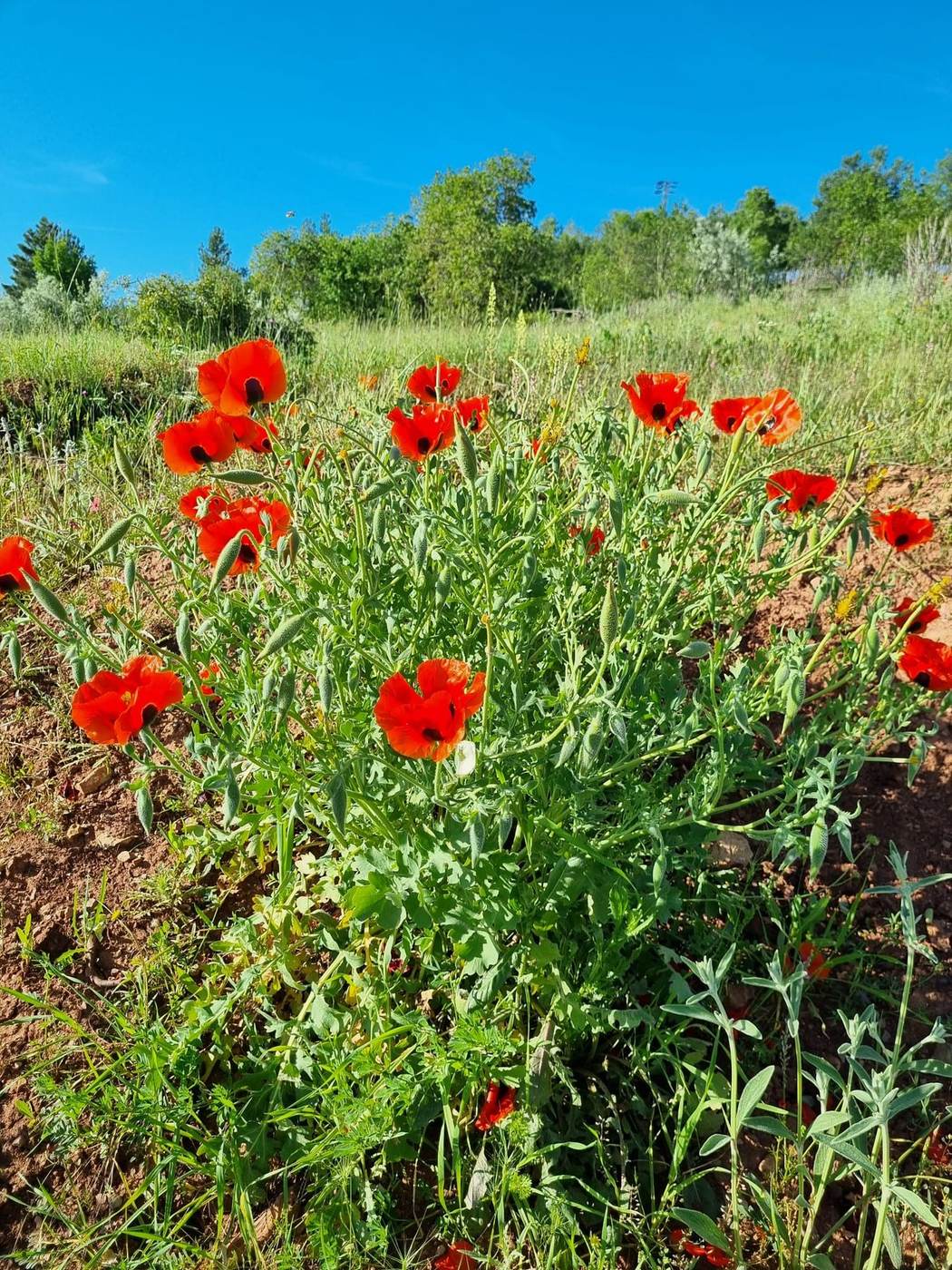 Bağımızın çevresindeki yabani gelincik çiçekleri